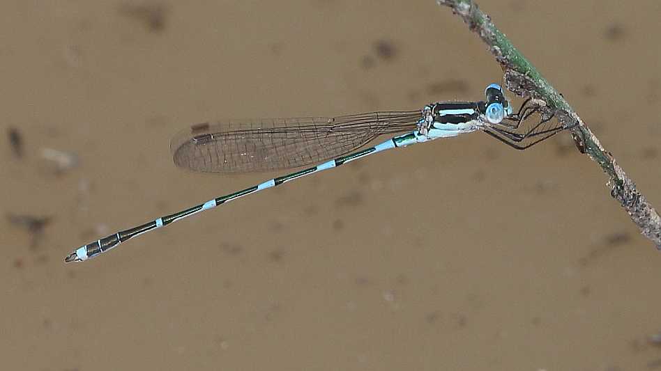 J19_2834 Austrolestes leda male.JPG